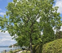 Juglans nigra - Zwarte Notenboom - 5