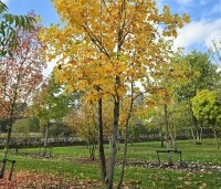 Liriodendron tulipifera - Tulpenboom - 2