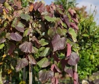 Cercis canadensis 'Ruby Falls' - Amerikaanse Judasboom - 1