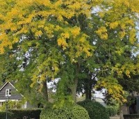 Gleditsia triacanthos 'Sunburst' - Valse christusdoorn - 1