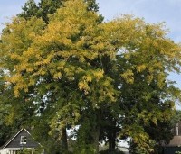 Gleditsia triacanthos 'Sunburst' - Valse christusdoorn - 2