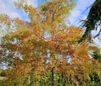 Taxodium distichum - Moerascypres - herfstkleuren 2024