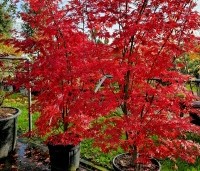 Acer palmatum 'Sumi-Nagashi' - Japanse Esdoorn 'Sumi-Nagashi' - herfstkleur