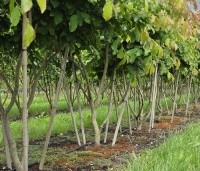 Parrotia persica - Perzisch IJzerhout - 1
