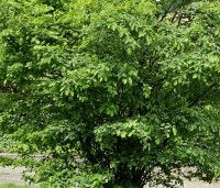Amelanchier lamarckii - Krentenboompje - 2