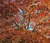 Acer palmatum 'Atropurpureum' - Japanse Esdoorn 'Atropurpureum' - 2