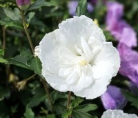 Hibiscus syriacus 'William R. Smith' - Altheastruik 'William R. Smith' - 1