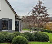 Taxus baccata - Venijnboom - Taxus wolken met een meerstammige krent
