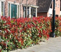 Photinia fraseri 'Red Robin'