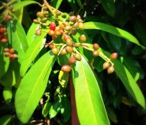 Prunus laurocerasus 'Caucasica'