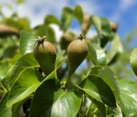 Pyrus com. 'Conference' - Pyrus com. 'Conference' - onrijpe peren in juni