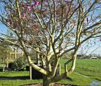 Magnolia 'Susan' - Beverboom - 3
