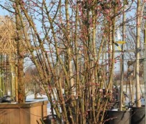 Viburnum bodn Dawn