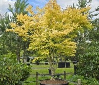 Acer palmatum 'Summer Gold' - Japanse Esdoorn 'Summer Gold' - 2