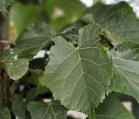 Tilia tomentosa 'Brabant' - Zilverlinde 'Brabant' - 1
