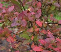 Vaccinium corymbosum 'Bluecrop' - Blauwe bes 'Bluecrop' - 1