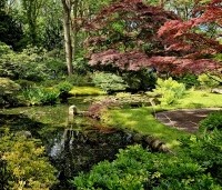 Acer palmatum 'Atropurpureum' - Japanse Esdoorn 'Atropurpureum' - 5