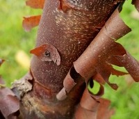 Acer griseum - Papieresdoorn - stam