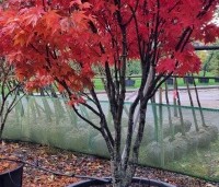 Acer palmatum 'Osakazuki' - Japanse Esdoorn 'Osakazuki' - 3