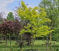 Gleditsia triacanthos 'Sunburst' - Valse christusdoorn - 5 mei 2024 THB Apeldoorn