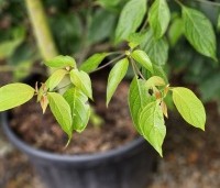 Cornus alternifolia - Kornoelje alternifolia - 1