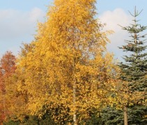 Betula pendula ofwel ruwe berk in herfst kleuren