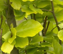 Fagus sylvatica 'Dawyck Gold'