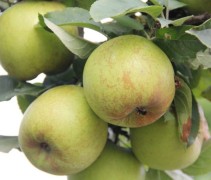 Malus domestica 'Reinette Grise'