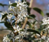Osmanthus x burkwoodii - Schijnhulst - 1