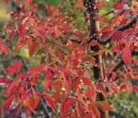 Acer griseum - Papieresdoorn - 5