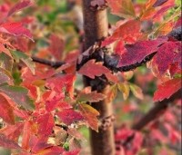 Acer griseum - Papieresdoorn - 4