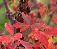 Acer griseum - Papieresdoorn - 2