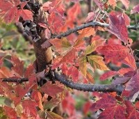 Acer griseum - Papieresdoorn - 3