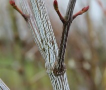 Acer pensylvanicum ofwel Slangenhuidesdoorn 'pensylvanicum', jonge boom in knop