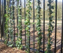 Hedera Helix groenblijvende klimplanten
