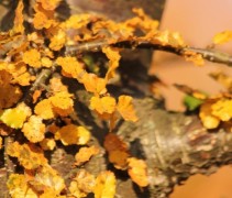Nothofagus antarctica herfstblad