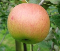 Zoete Oranje