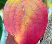 Cornus Schmetterling herfst