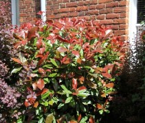 Photinia fraseri 'Red Robin'