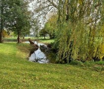Salix Sepulcralis