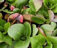 Bergenia 'Bressingham White' per kist a 24 st. - Schoenlappersplant wit - 1