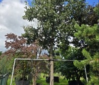 Quercus ithaburensis 'Hemelrijk Silver' - Semi- wintergroene eik 'Hemelrijk Silver' - 4