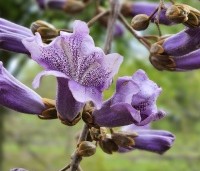 paulownia tomentosa - paulownia tomentosa - 2