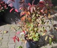 Itea virginica 'Henry's Garnet'  - Bloemwilg 'Henry's Garnet' - 1