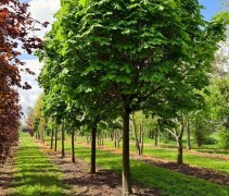 Aesculus hippocastanum 'Umbraculifera'