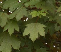 Acer pseudoplatanus 'Atropurpureum' blad