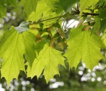 Blad Acer platanoides 'Columnare'