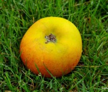 Malus domestica 'Ontario'
