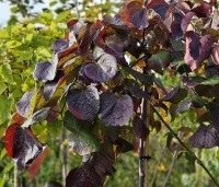Cercis canadensis 'Ruby Falls' - Amerikaanse Judasboom - 4