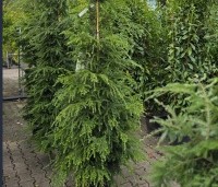 Tsuga canadensis - Canadese Hemlockspar - 1